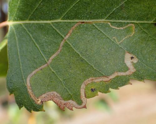 Réf. 218 116 : Lyonetia clerkella